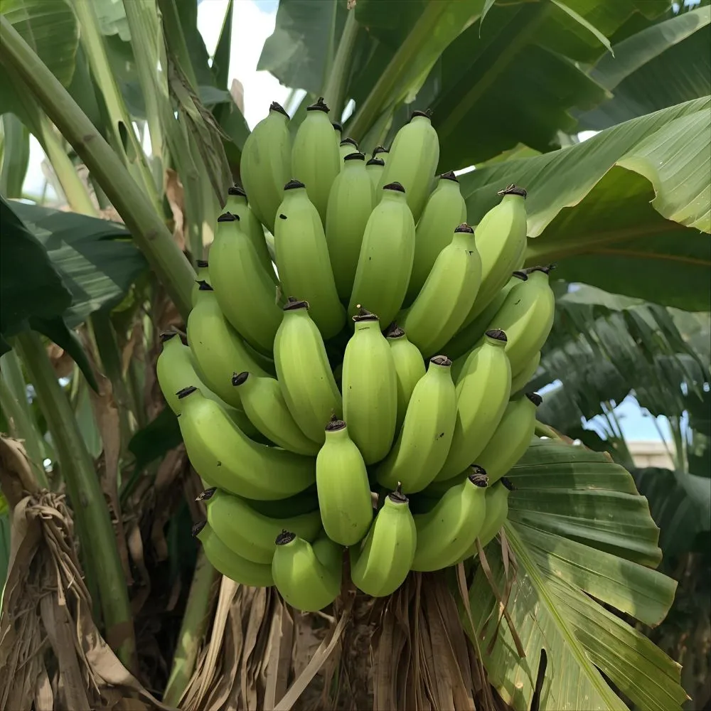 Seasonal Banana Puns